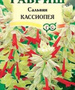 Сальвия Кассиопея* карликовая 5 шт Н11