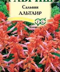 Сальвия Альтаир* карликовая 5 шт Н11