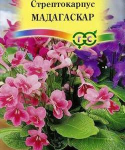 Стрептокарпус гибридный Мадагаскар, смесь 5 шт. Н11
