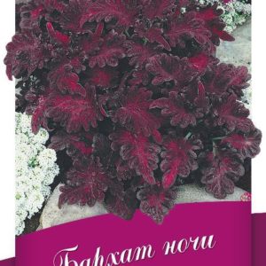 Колеус Бархат ночи* 5 шт