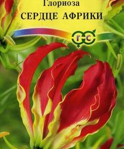Глориоза великолепная Сердце Африки* 3 шт. Н11