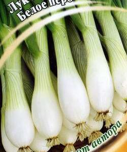 Лук на зелень Белое перо 0,5 г автор. Н11