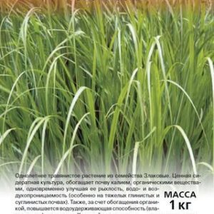 Овес посевной Скакун 1 кг