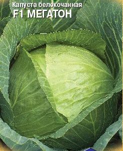 Капуста белокоч. Мегатон F1 10 шт. для квашения (Голландия) Н11