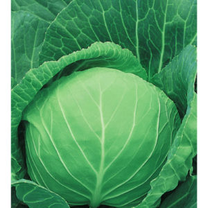 Капуста белокоч. Валентина F1 0,1 г для квашения сер. Огород без хлопот