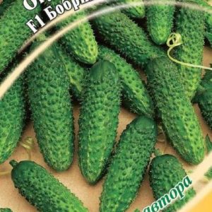 Огурец Бобрик F1 100 шт.корнишон