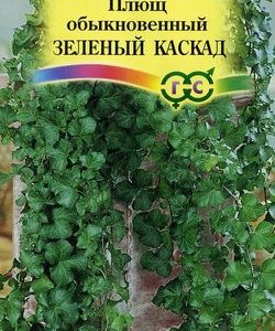 Плющ обыкновенный Зеленый каскад 3 шт. Н11