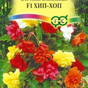 Бегония Хип-Хоп F1амп. смесь гранул. 4 шт.пробирка