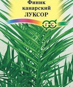 Финик канарский Луксор 2 шт. Н11