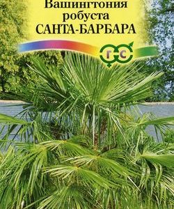 Вашингтония мощная Санта-Барбара 3 шт. Н11