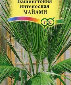 Вашингтония нитеносная Майами 3 шт. Н11