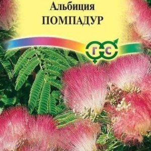 Альбиция Помпадур 3 шт. Н12