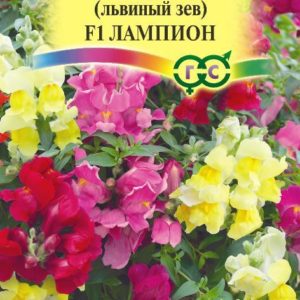 Львиный зев ампельный Лампион* (Антирринум) 5 шт