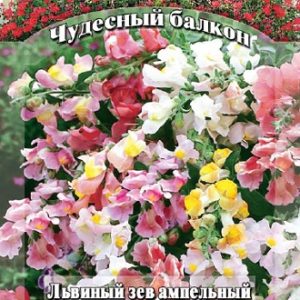 Львиный зев ампельный Амулет* 5 шт. Чудесный балкон