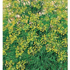 Укроп Зонтик 3,0 г Н12