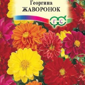Георгина Жаворонок, смесь 0,3 г Н9