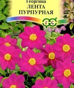 Георгина Лента пурпурная 0,2 г Н9