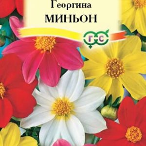 Георгина Миньон, смесь 0,3 г