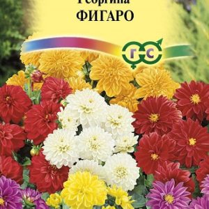 Георгина Фигаро 0,3г Н9