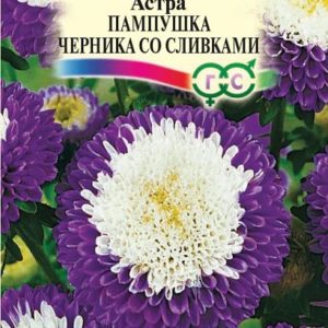 Астра Пампушка черника со сливками 0,3 г, помпонная