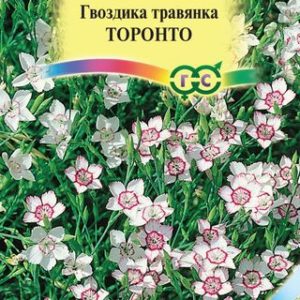 Гвоздика-травянка Торонто * 0,1 г Н12