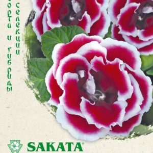 Глоксиния Брокада красная с белым F1 гранул. 5 шт. пробирка Н12