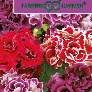 Глоксиния Брокада F1гранул. 5 шт. пробирка Н12