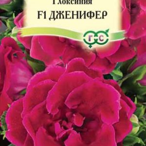 Глоксиния Дженифер гранул. 5 шт. Н12