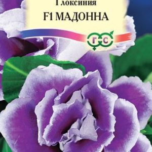 Глоксиния Мадонна гранул. 5 шт. Н12