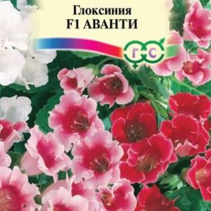 Глоксиния Аванти F1гранул. 5 шт. пробирка Н12