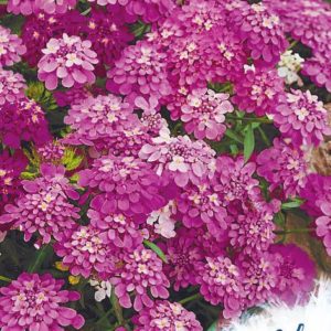 Иберис Турмалин 0,2 г серия Устойчив к заморозкам !