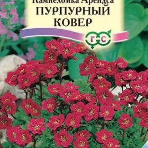 Камнеломка Арендса Пурпурный ковер* 0,01 г Н12