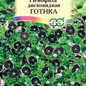 Немофила дисковидная Готика 0,2 г Н12