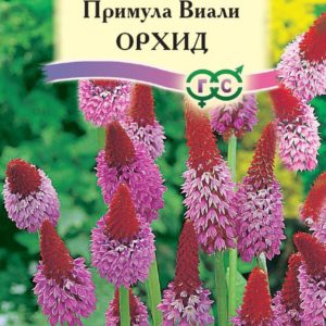 Примула Виали Орхид* 10 шт. Н12