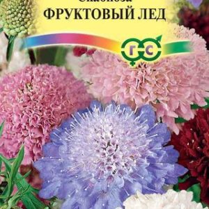 Скабиоза пурпурная Фруктовый лед, махровая смесь 0,3 г Н12