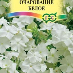 Флокс Очарование белое, друммонди* 0,05 г Н12