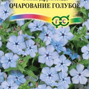 Флокс Очарование голубое, друммонди* 0,05 г Н12