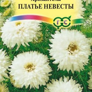 Хризантема непахучая Платье невесты* 0,1 г Н12