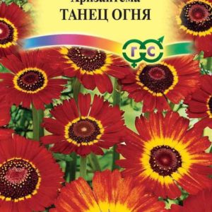 Хризантема Танец огня 0,5 г Н12