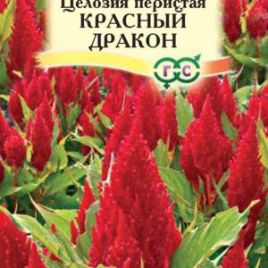 Целозия Красный дракон перистая* 0,1г Н12