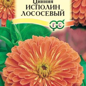 Цинния Исполин лососевый 0,3 г Н12
