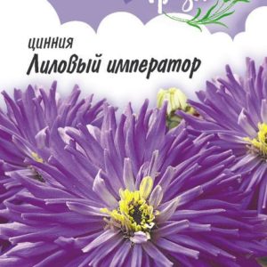 Цинния Лиловый император 0,2 г Н12 серия Лавандовые грёзы