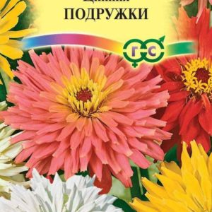 Цинния Подружки, низкорослая кактусовидная смесь 0,2 г Н12