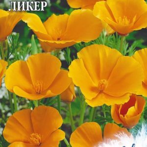 Эшшольция Апельсиновый ликер 0,2 г серия Устойчив к заморозкам !