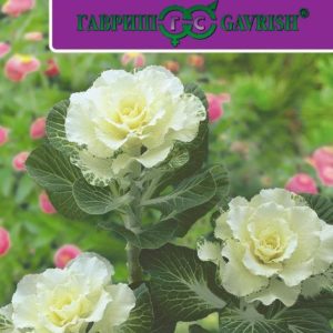 Капуста декоративная Белый абажур F1* 5 шт. Н18