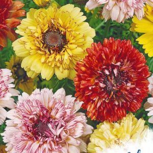 Хризантема Махровая Дунетти 0,5 г. серия Устойчив к заморозкам!