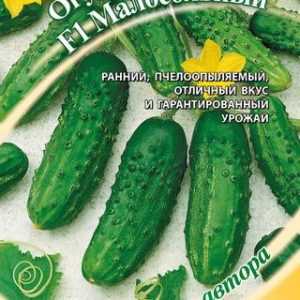 Огурец Малосольный F1 10 шт. автор. Н12