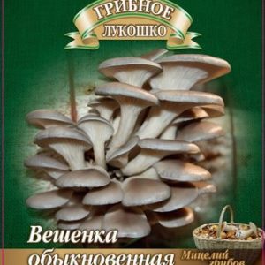 Вешенка Обыкновенная