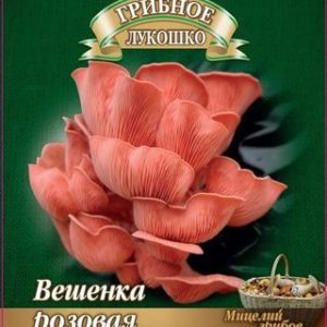 Вешенка Розовая