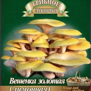 Вешенка золотая Лимонная